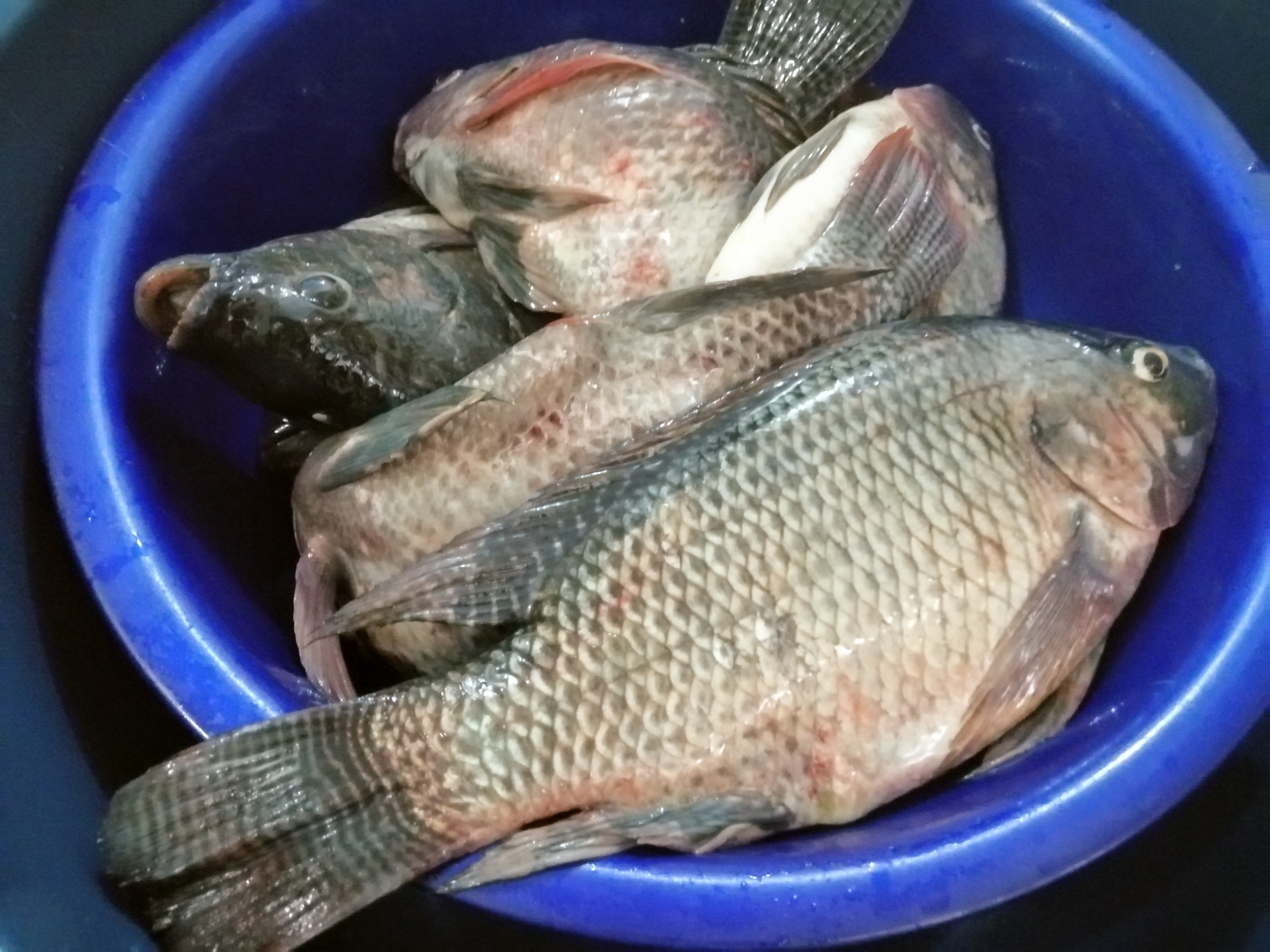 Formation aux bonnes pratiques de pisciculture